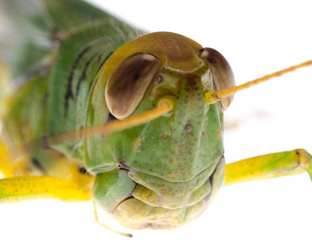 蟋蟀的耳朵长在哪里蟋蟀有没有耳朵