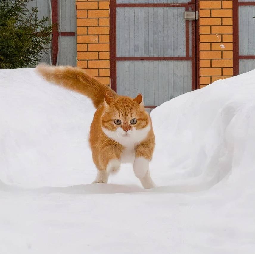 我敢打赌:这肯定是全网最会招财的小猫咪!_ginger