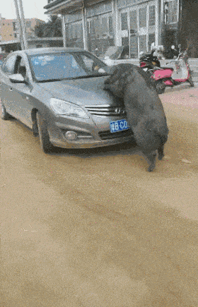 原标题:搞笑段子:男:阿珍,我钓了一条鱼好大哟,快来我家吃吧男: