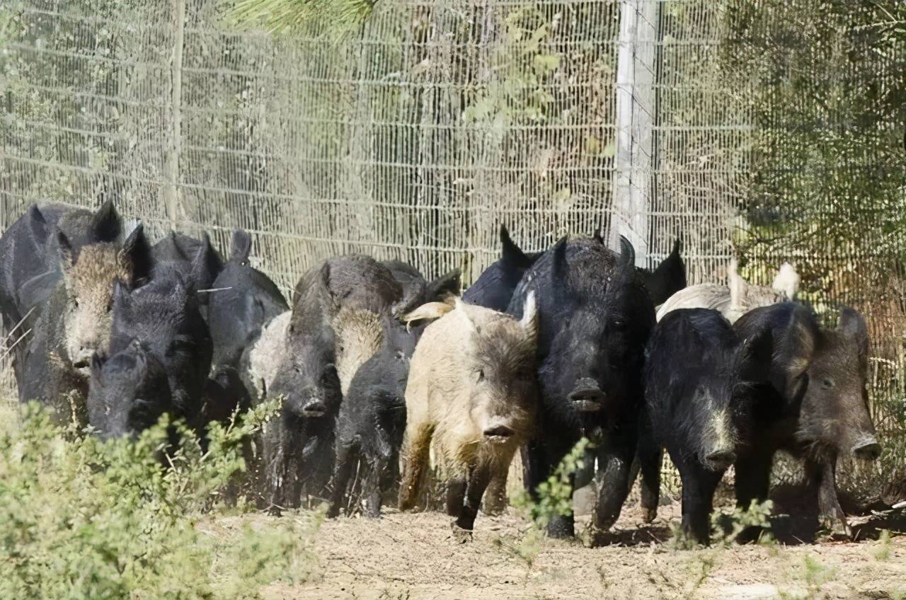 野猪在美国泛滥成灾,人猪大战美国大败,600万头猪真吃