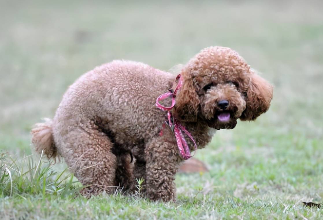 泰迪犬这几种情况,都是因为没挤"肛门腺"造成的