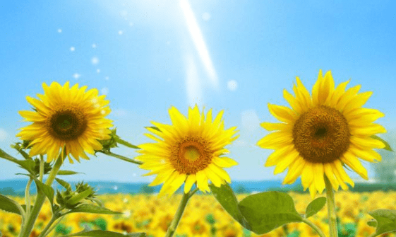 ced01dd21ae74744b7cc17141402bb2d.png