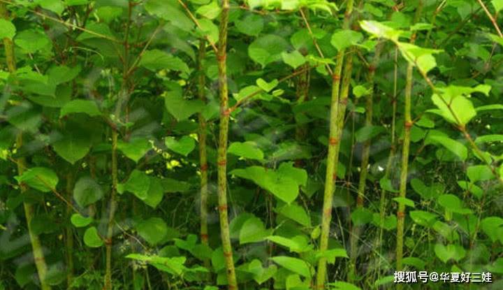 原创农村这种植物叫"酸汤草"味道酸却价值珍贵,你们老家有吗?