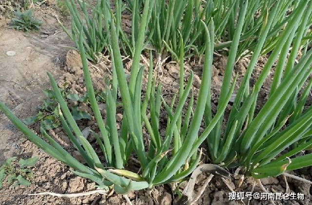 怎么种大葱长得快 ad0c8e93a2984410bb47e9b1179efa0c.jpeg