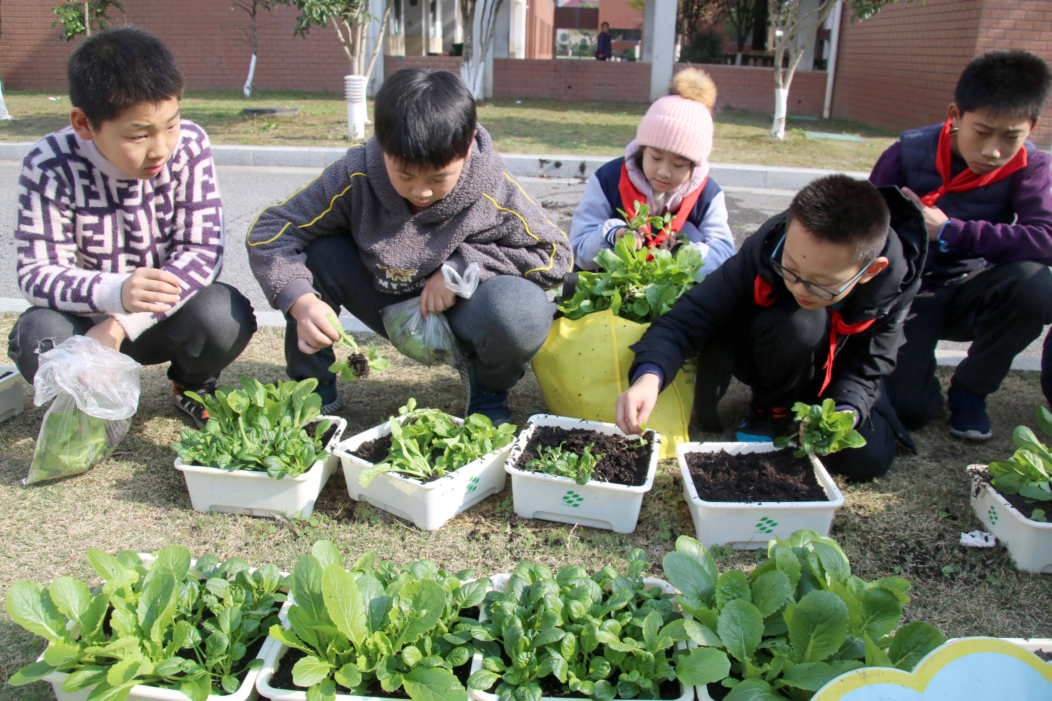 昆山市花桥徐公桥小学学生喜摘丰收菜体验种植乐趣