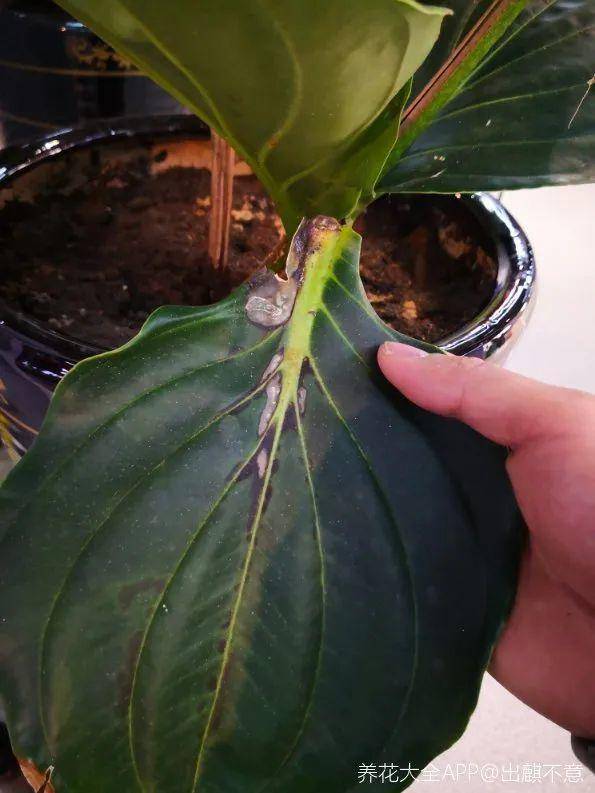 宝莲灯冬天最娇气,300块买回家,7天掉成光杆!_花友