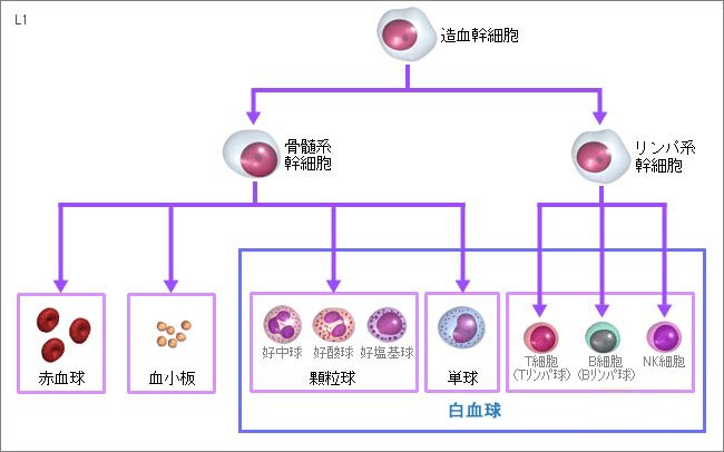 血液中有控制免疫力的白细胞和淋巴细胞,输送氧气的红细胞,止血功能