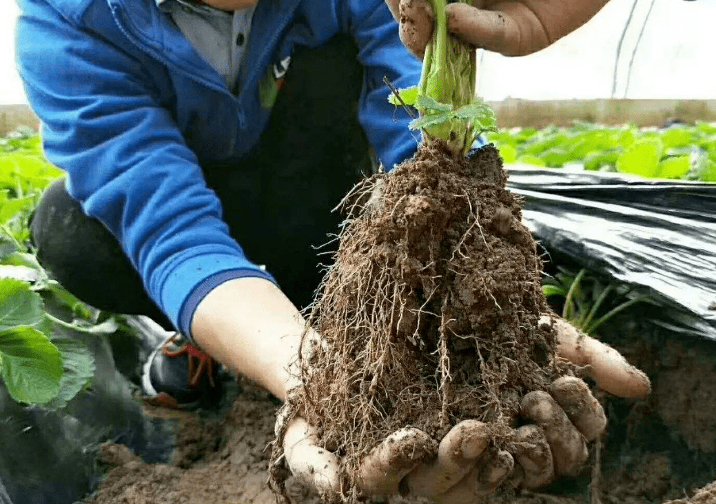 农作物根系常见的问题有哪些如何才能生根壮苗呢