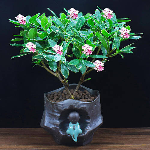 品种最好的金边瑞香 fa355512819d47ee9e99a45125a92f4e.jpeg