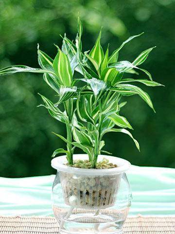 冬天怎么养龙血树 3165214802fe45fd8da7f89689dcdff6.jpeg