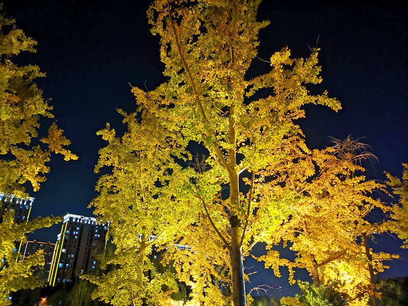 深秋夜晚的银杏,呈现出别样的金黄美