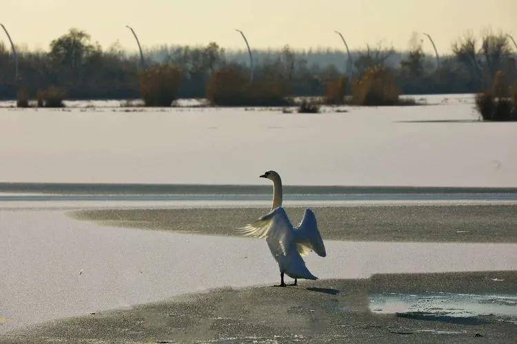 湖中天鹅曲谱_湖中天鹅照片(2)