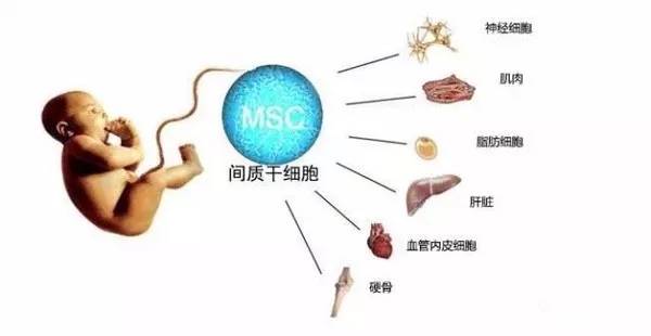 脐带胎盘干细胞人类最珍贵的医药宝库