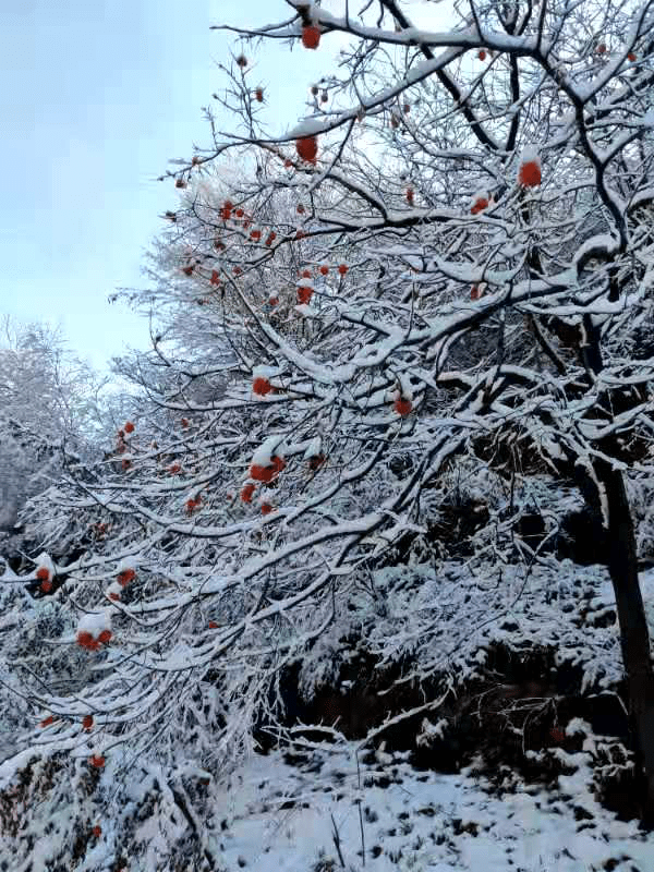 银装素裹凤凰寨 雪后初晴像仙境!