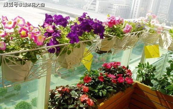 盆栽花卉怎么养比较好 bd8e0e137d1f4b4fa344f6cc4fc1e5f4.jpeg