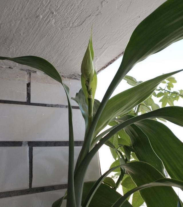 富贵竹几年才能开花 206acc4d82cd400eb63a16e0d9581eed.jpeg