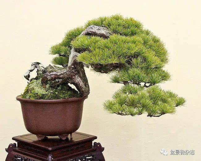 松等盆景欣赏