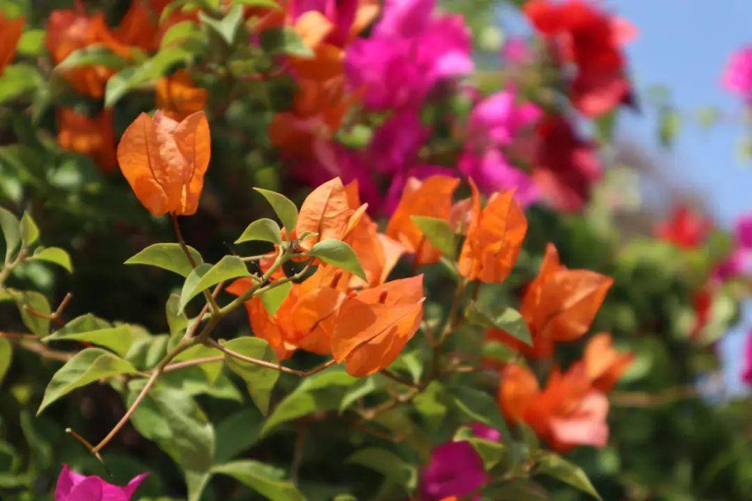 三明市市花:三角梅