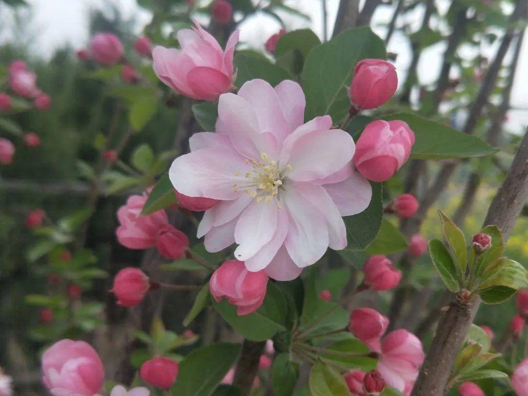 咸阳市市花:紫薇,月季汉中市市花:栀子花榆林市市花:桃花甘肃省兰州