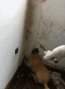 原创搞笑gif段子:大妹子,回头看一下我,我表演一个背部刚地并落水,你