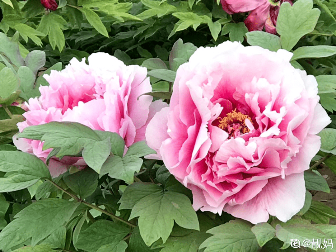 菏泽市市花:牡丹威海市市花:桂花青岛市双料市花:耐冬(崂山耐冬,月季