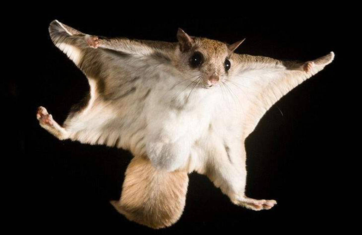 鼠中的滑翔专家最远可飞将近300米还是树枝修剪强迫症症患者