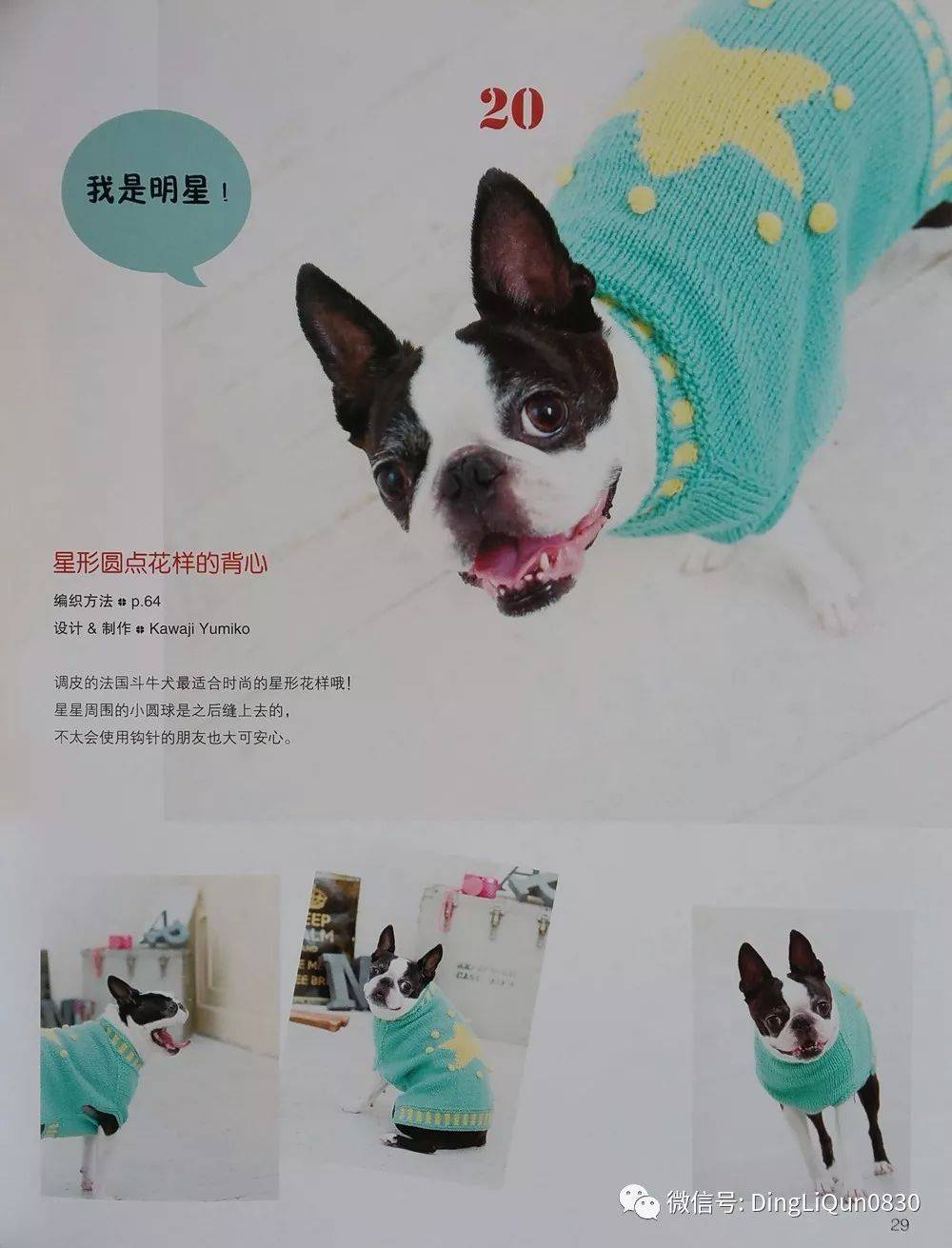 怎么挑选小狗图解大全 1769ec445be146f99e01196914c20587.jpeg