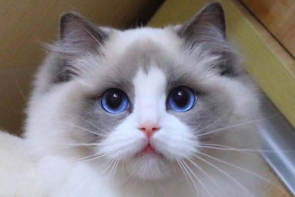 布偶猫的眼睛都是蓝色的吗?可以通过眼睛来判断纯种