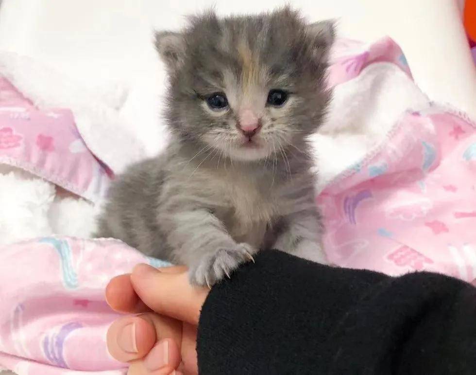 原创萌化了!小奶猫偷偷溜出自己的房间,只为见新来的小猫一面