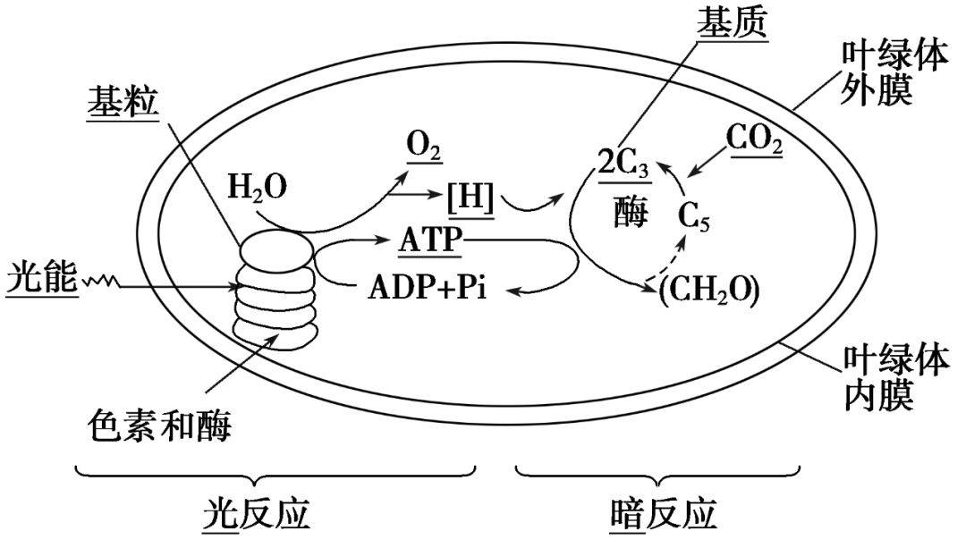 1.光合图解知识点4 光合作用的过程小结7.