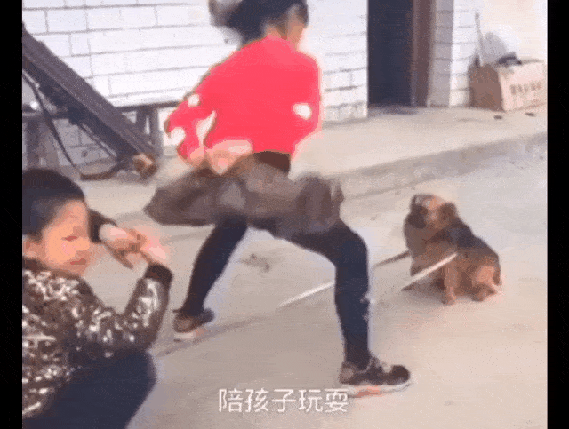 原创人类已经无法阻止宠物狗了