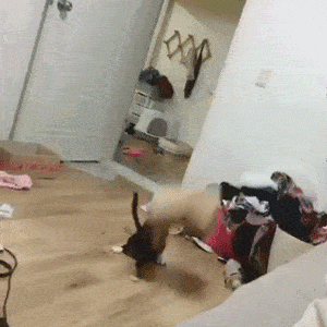 gif搞笑段子:表哥家儿子六岁了,特别个性,过年谁给红包都不要…