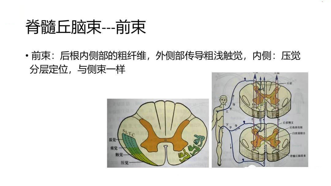 实用脊髓的解剖和定位诊断