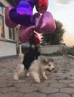 260_340竖版 竖屏gif 动态图 动图