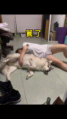 08d7475033c44273be36b28131c03228.gif