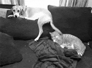 c794a45a3d7240678124fd4eeccf18b5.gif