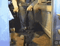 3fee0171a34a414da59e08a6a67b172f.gif