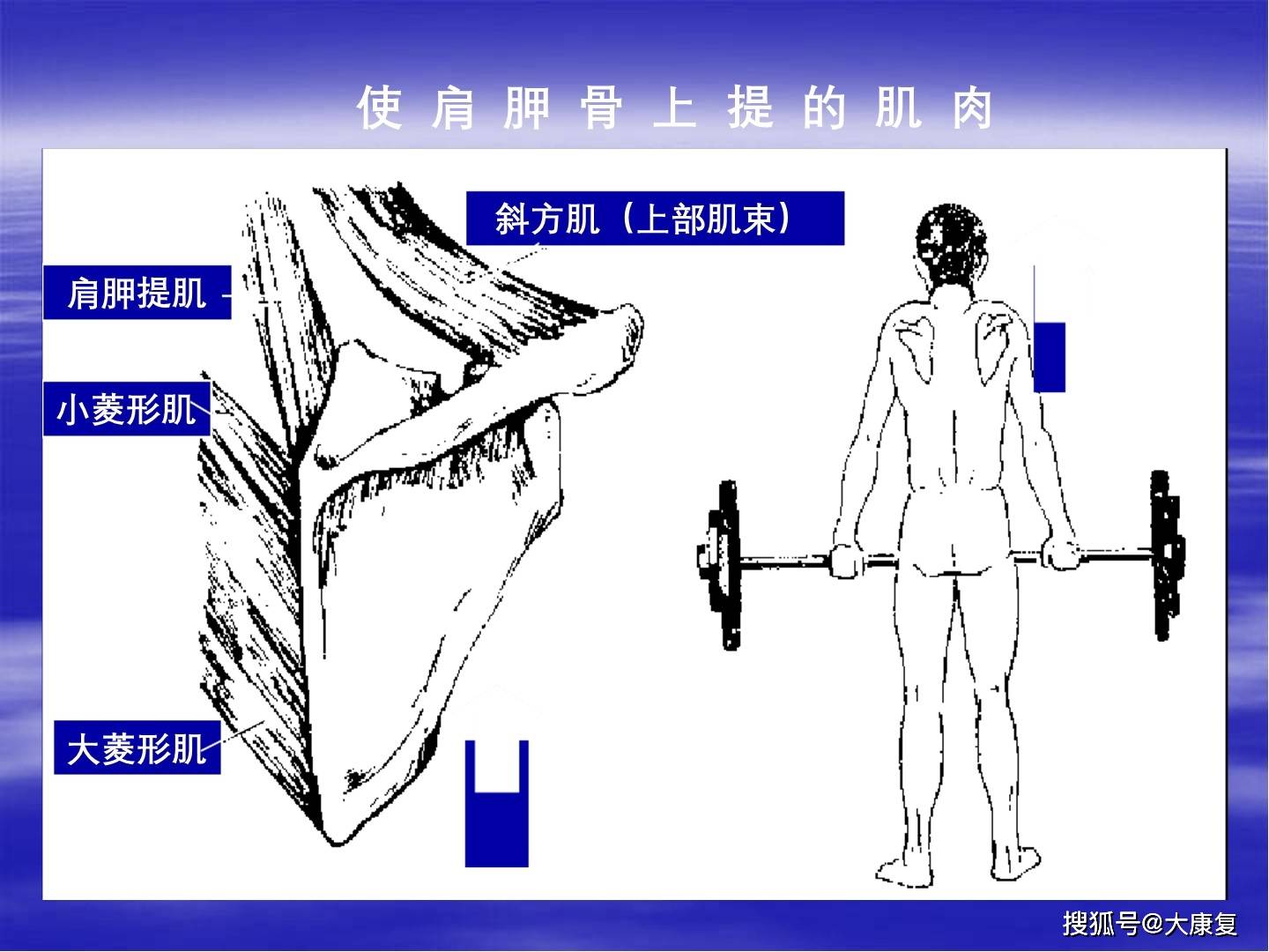 上肢关节与运动关节的肌肉