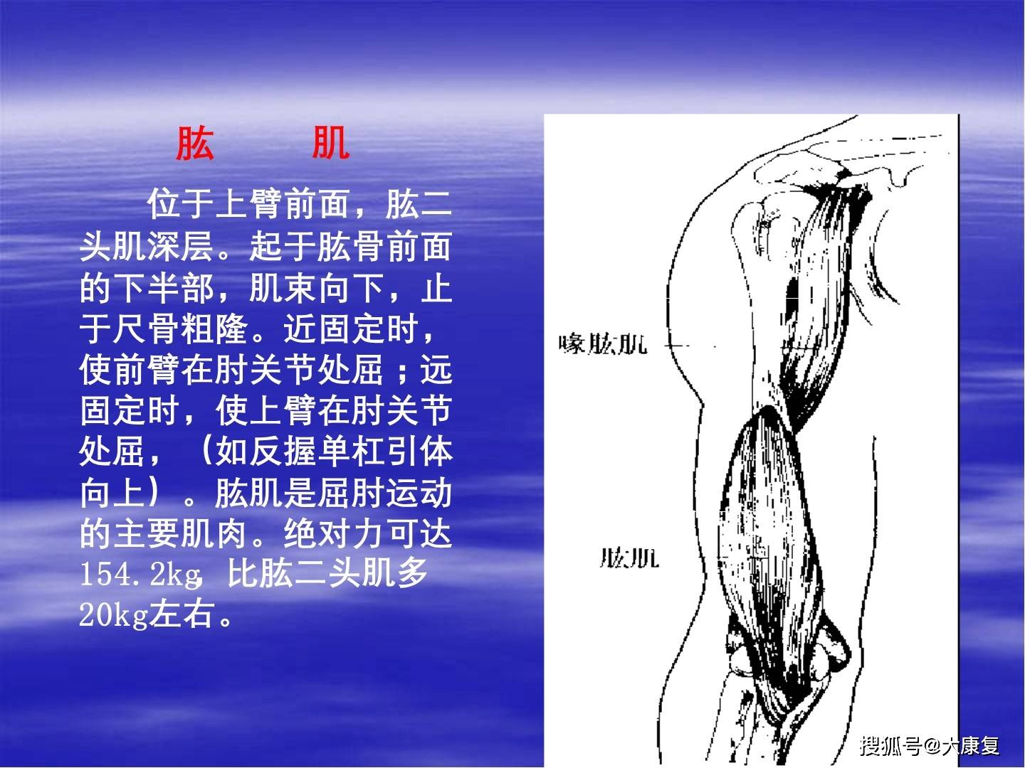 上肢关节与运动关节的肌肉