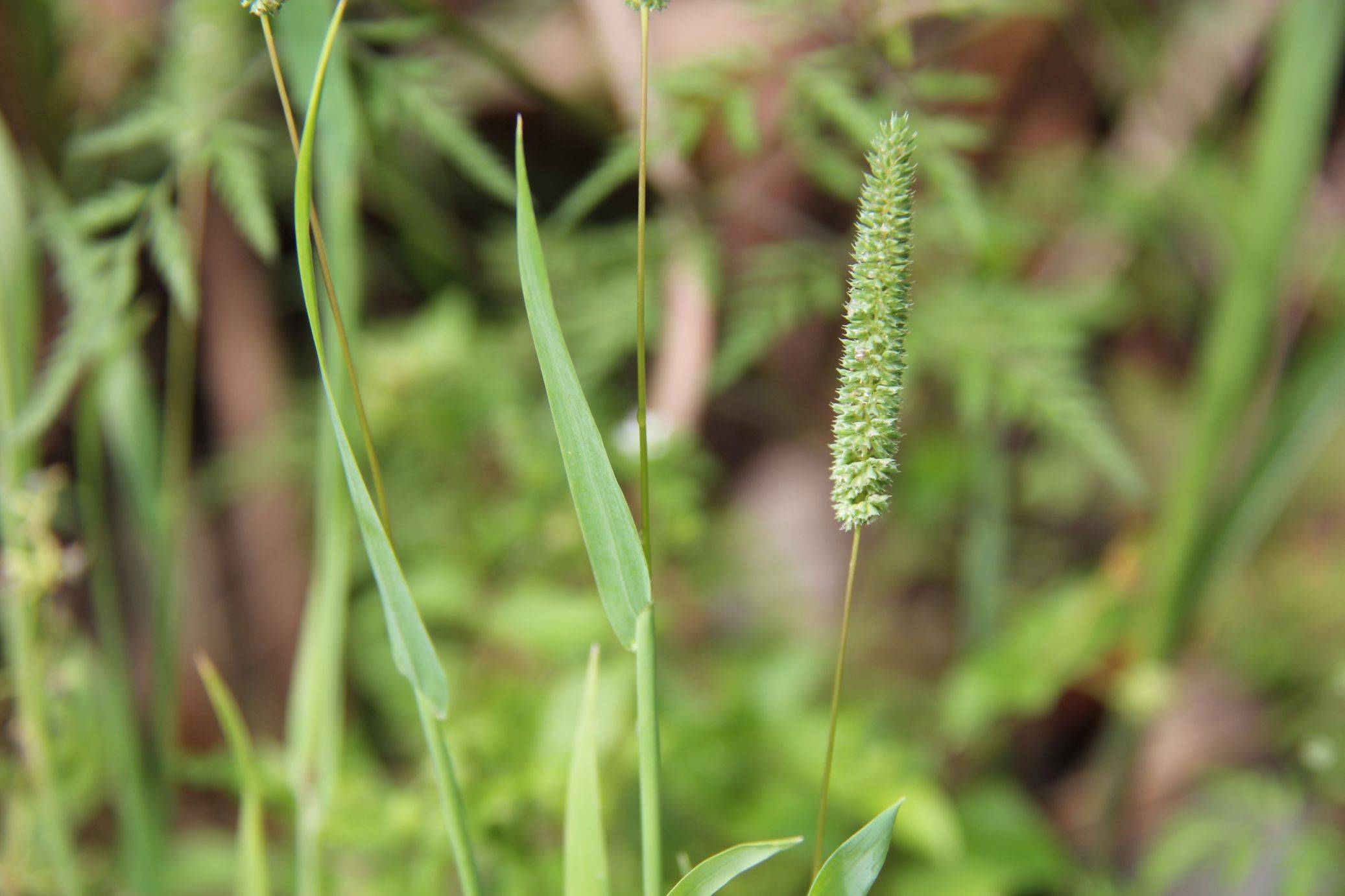 庆元植物1344-禾本科-梯牧草属-鬼蜡烛