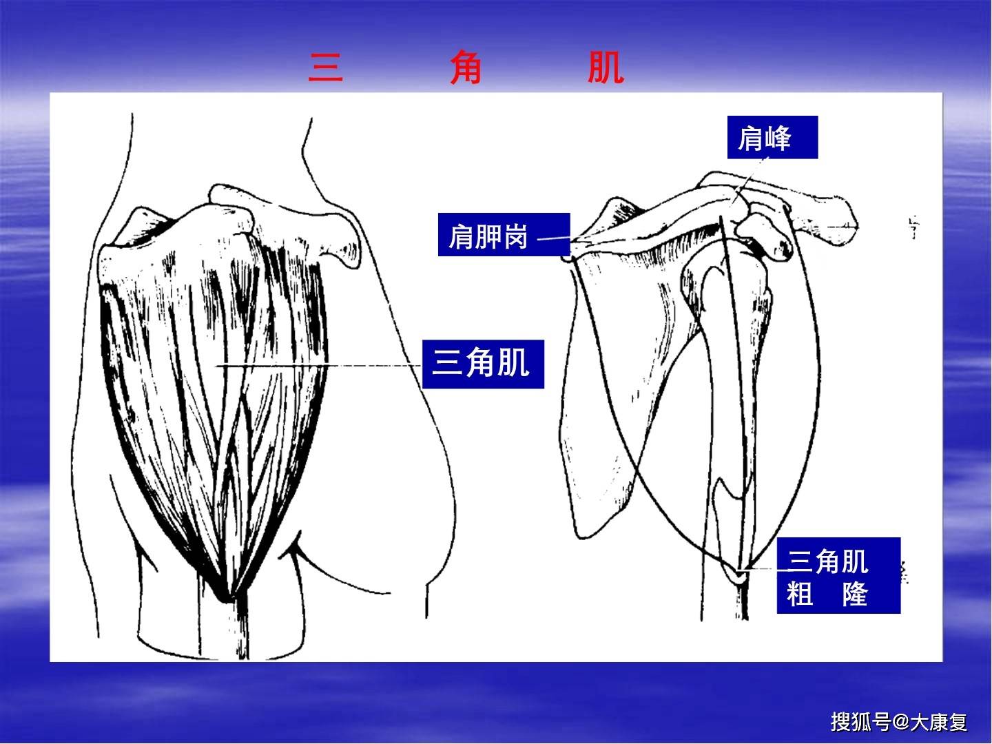 上肢关节与运动关节的肌肉