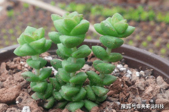 小米是什么植物 5741ea71f2e54b2d96c5e1ff19b515ed.png