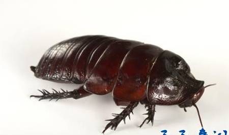 原创犀牛蟑螂的危害 全球最大的蟑螂