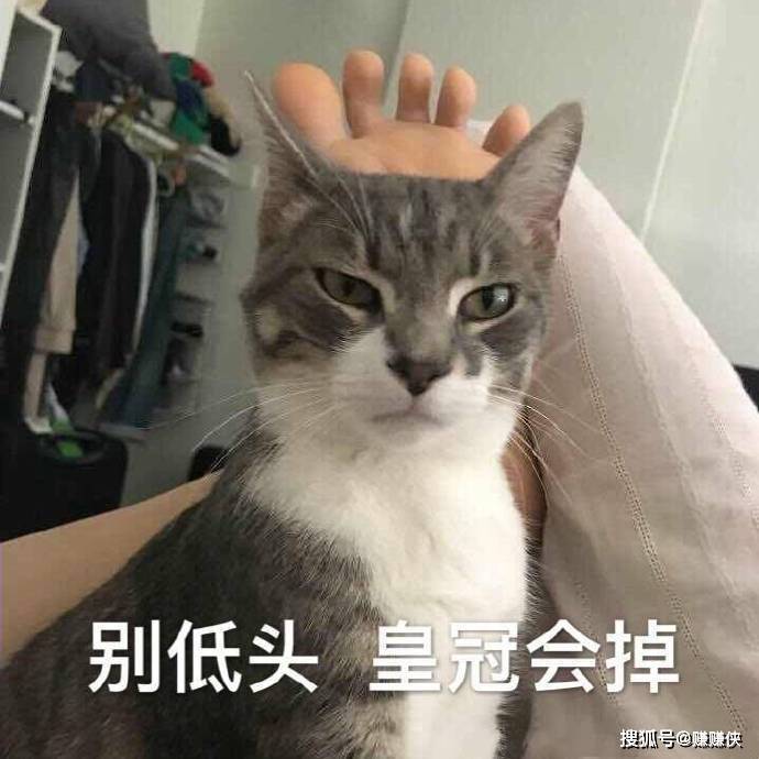 熊猫图片表情包火大 11ed2de7d8c74d46b5f8fd4dac3478d6.jpeg
