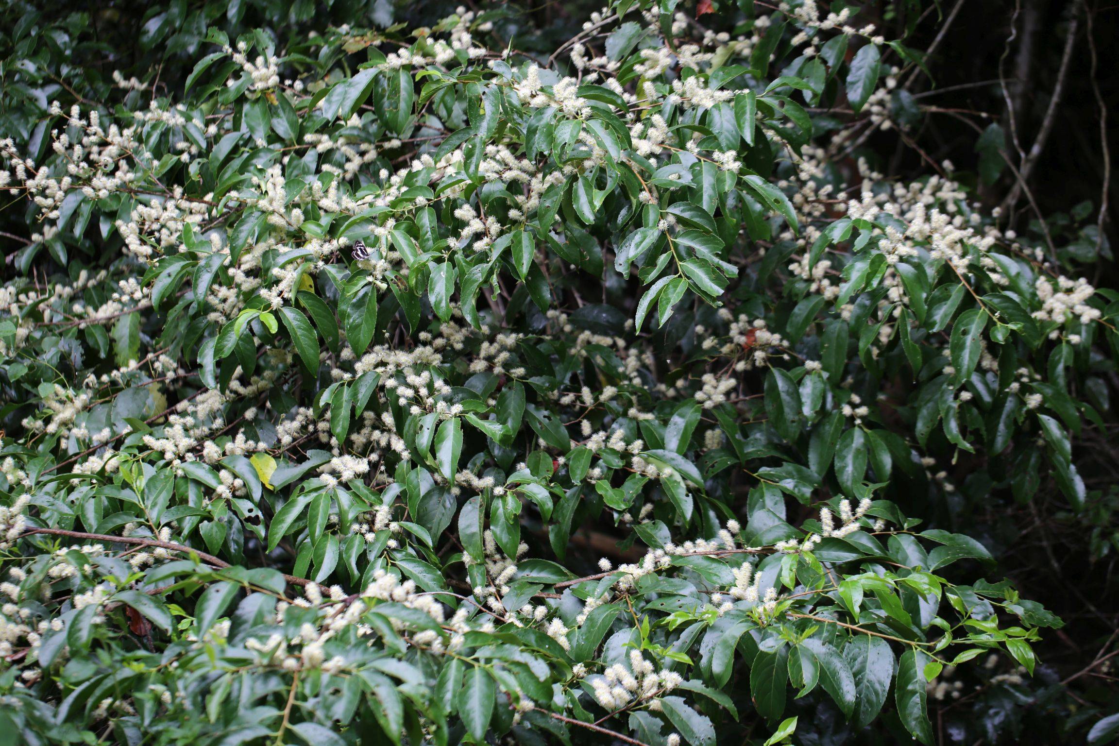 庆元植物1347蔷薇科桂樱属大叶桂樱