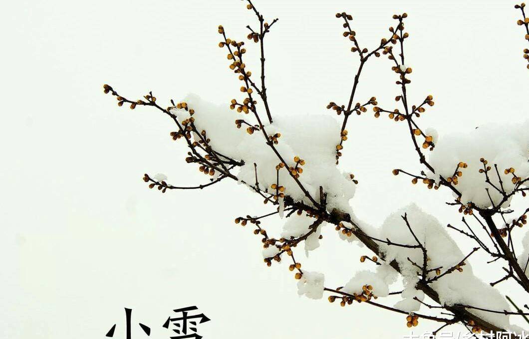 成语满什么蒿莱_米米蒿是什么草图片(2)