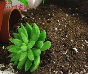 怎么养花才不会生虫 629223055a7543368816d359416b6c14.jpeg