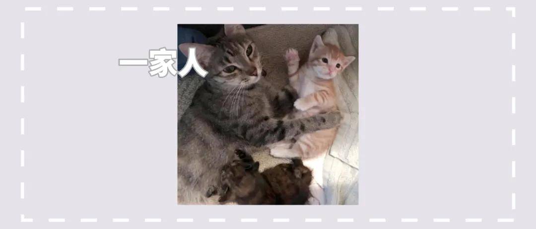 流浪猫妈妈带着两只小猫来到网友家门口，几周后又带来了惊喜_手机搜狐网