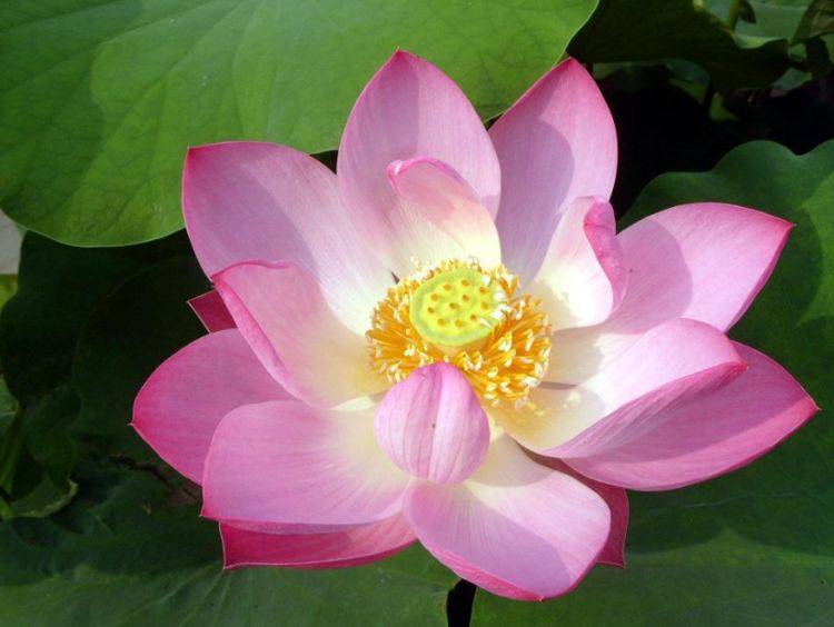 
智慧 优雅的女人【yobo体育全站app】(图1)