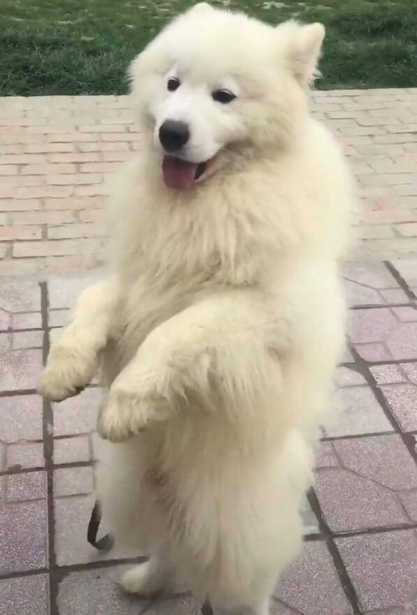 薩摩耶學泰迪雙腳走路，行動吃力，大型犬這樣走要腿廢！ 萌趣萌寵 第3张